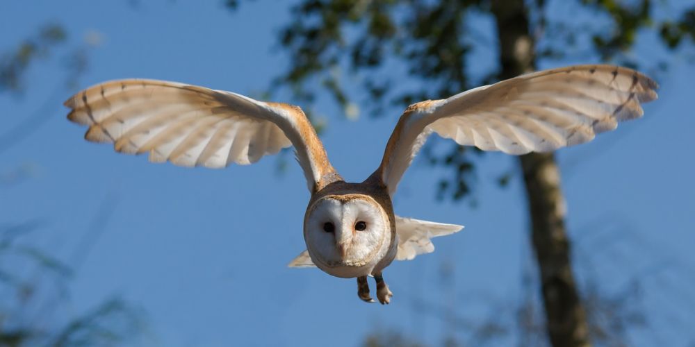 Fåglar har fascinerat människor i årtusenden med sin förmåga att flyga