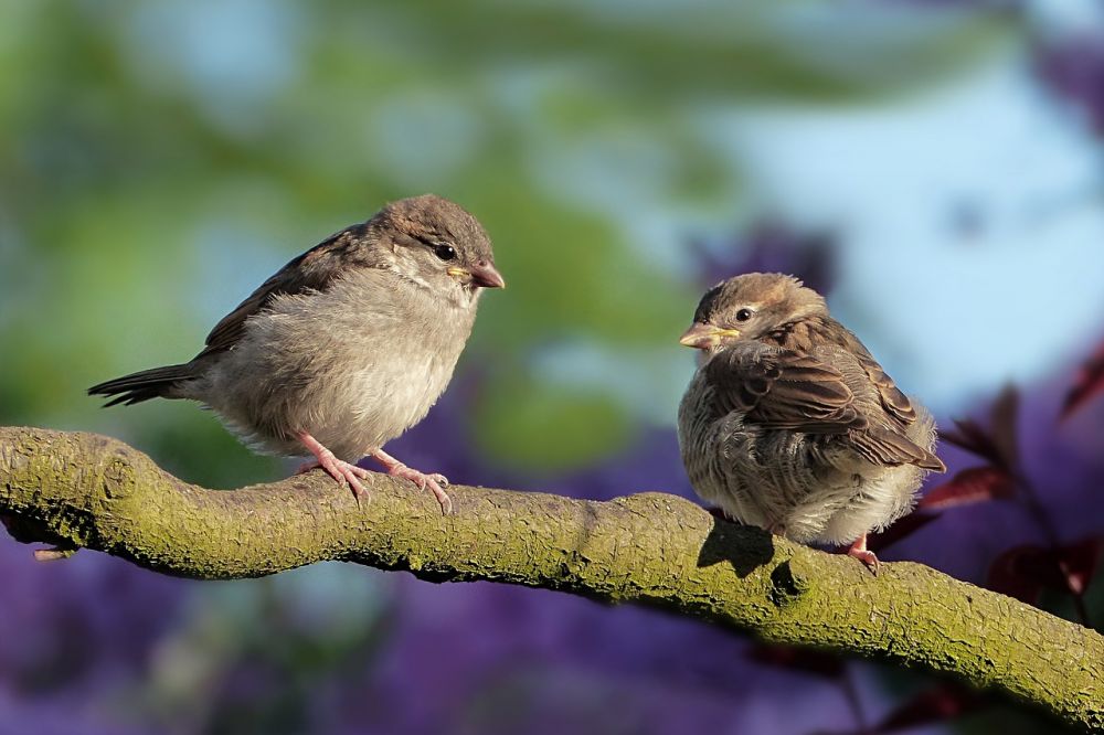 Världens minsta fågel: En fascinerande övergripande översikt