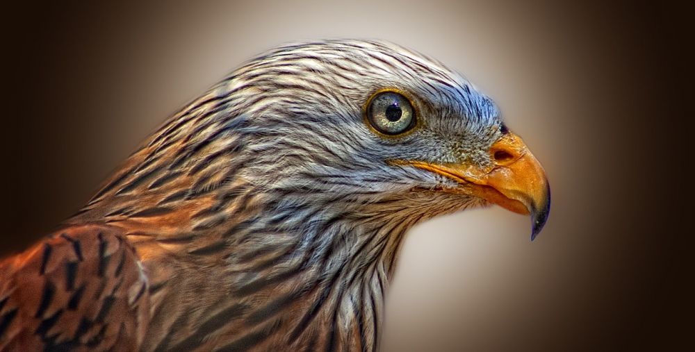Vit fågel: En fördjupande blick på dess typer, egenskaper och historiska betydelse