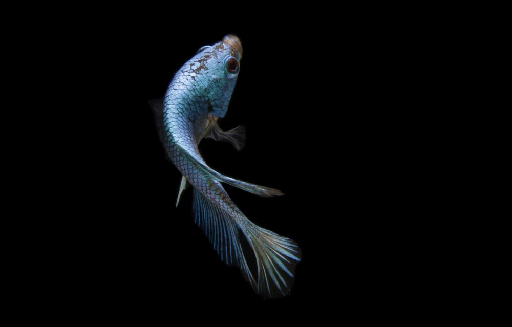 Mal fisk akvarium: En omfattande guide för nybörjare och entusiaster