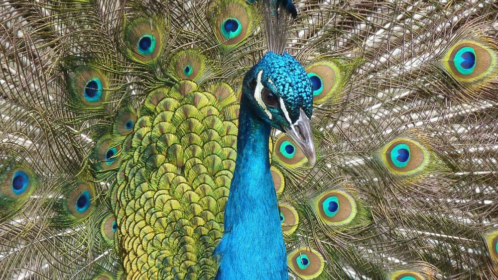 Papua Nya Guinea-fågeln: En Mångfasetterad Varelse från Detta Unika Land