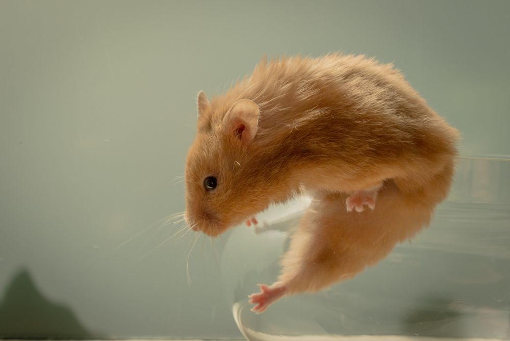 Hamsterkoppel: En Guide till Att Välja Det Bästa För Din Lilla Läderlappen