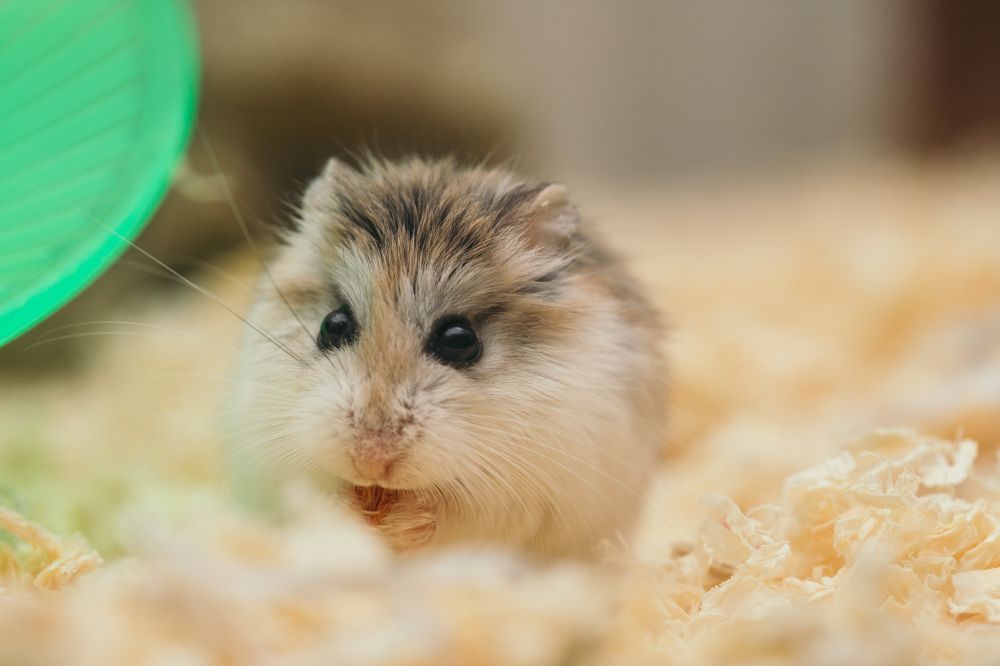 Funny Hamsters: A Comprehensive and Entertaining Guide