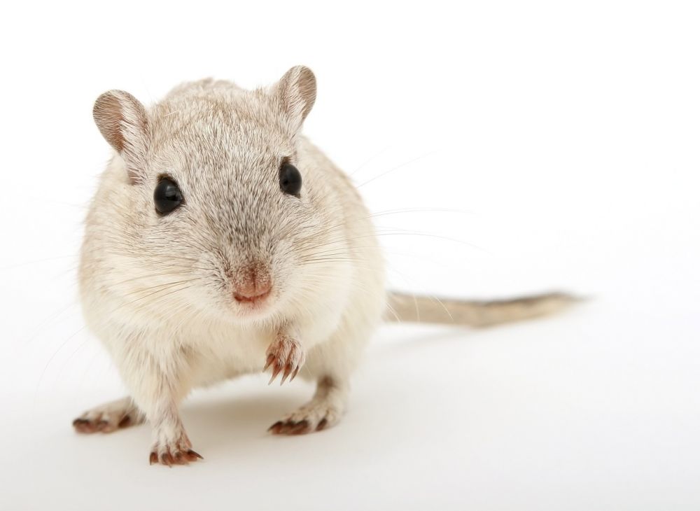 Hamster Tillbehör: En Djupgående Guide för Hemdjursägare