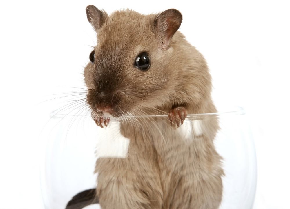 Leksak hamster: En rolig och underhållande följeslagare för alla åldrar