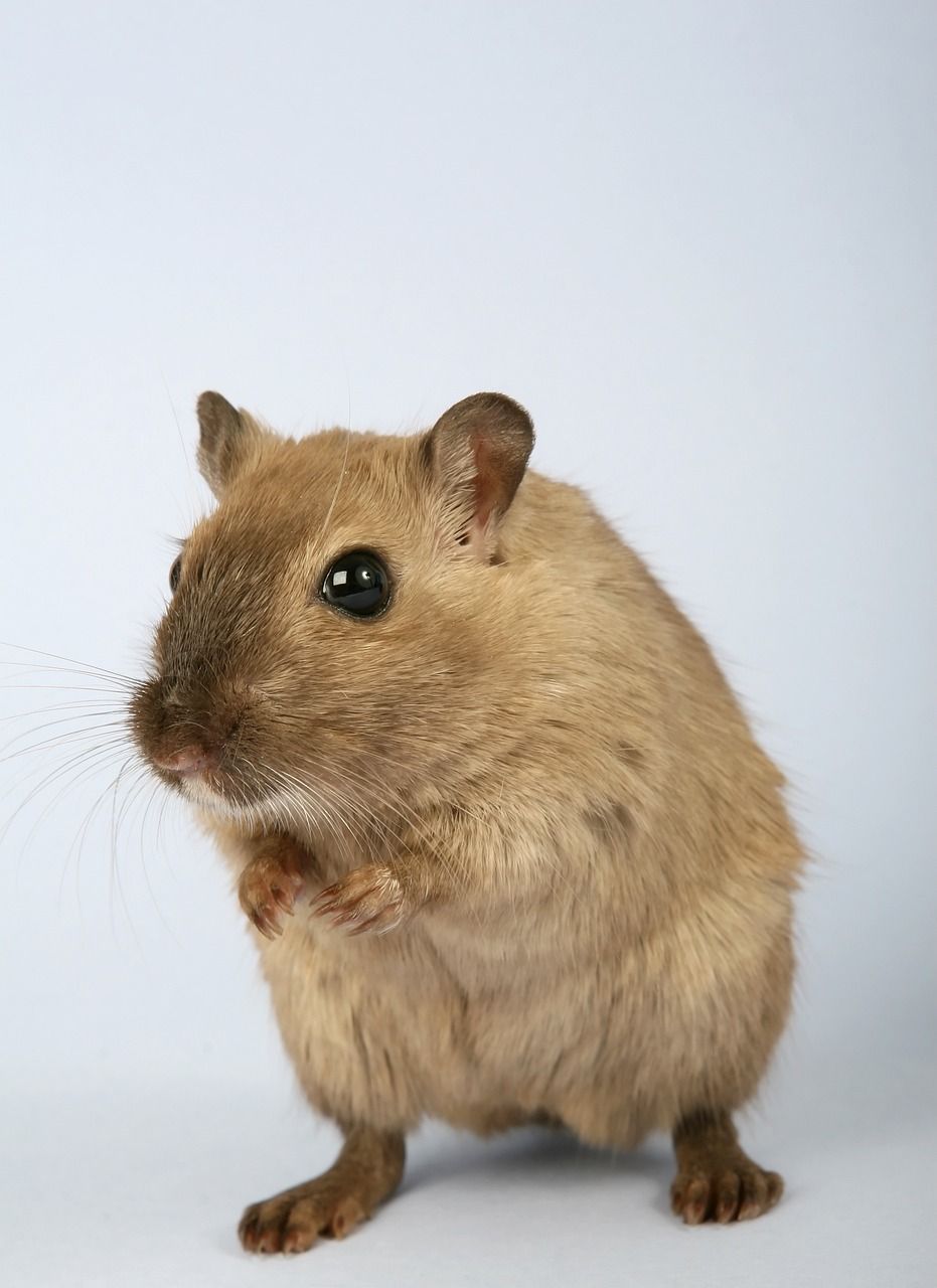Fakta om hamster: En grundlig översikt