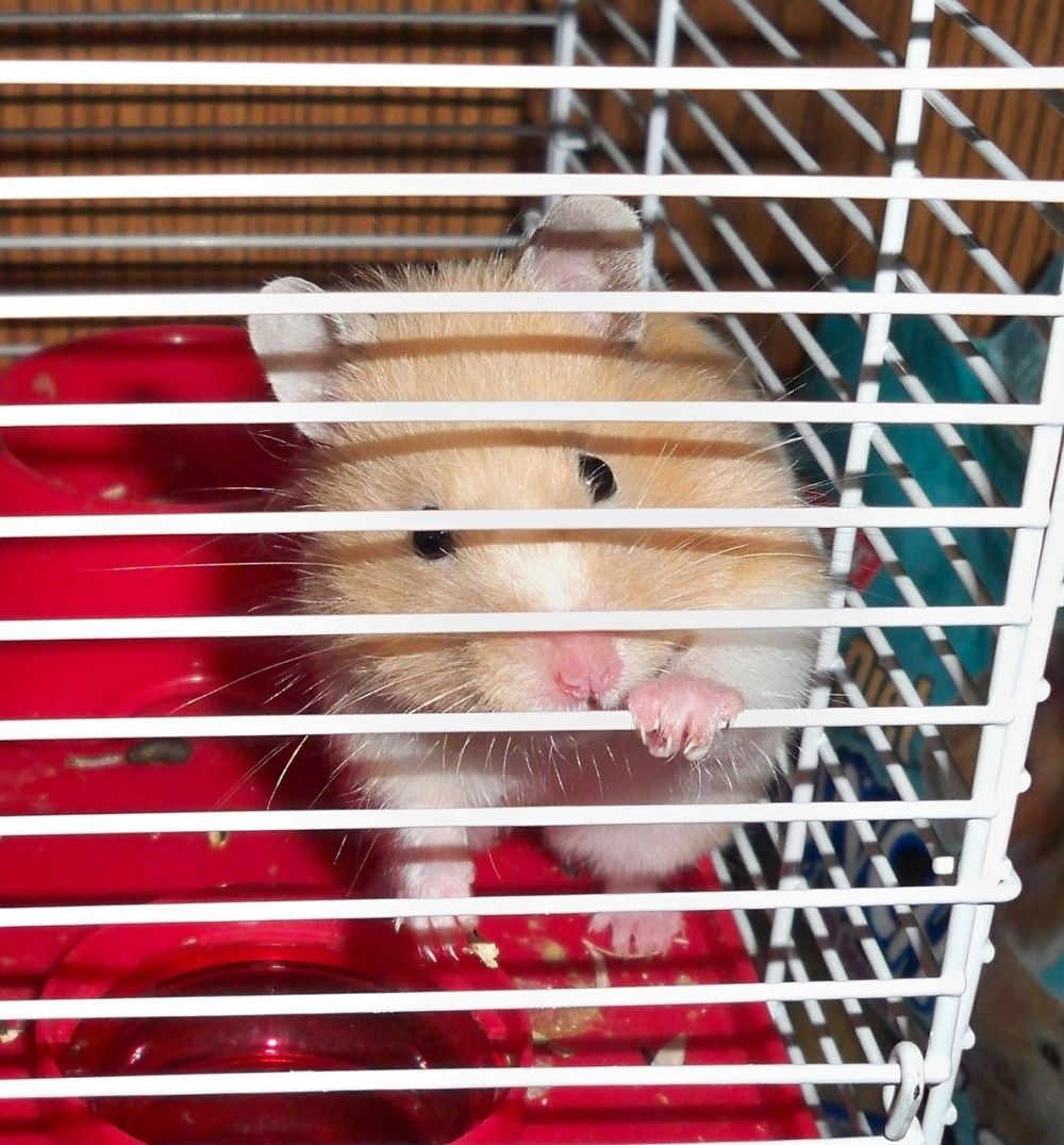 Hamster leksaker: En komplett guide till aktivitet och nöje för ditt husdjur