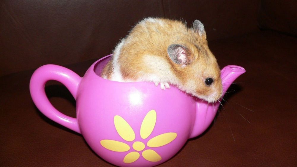 Hamster Facts: A Comprehensive Guide to Understanding These Adorable Pets