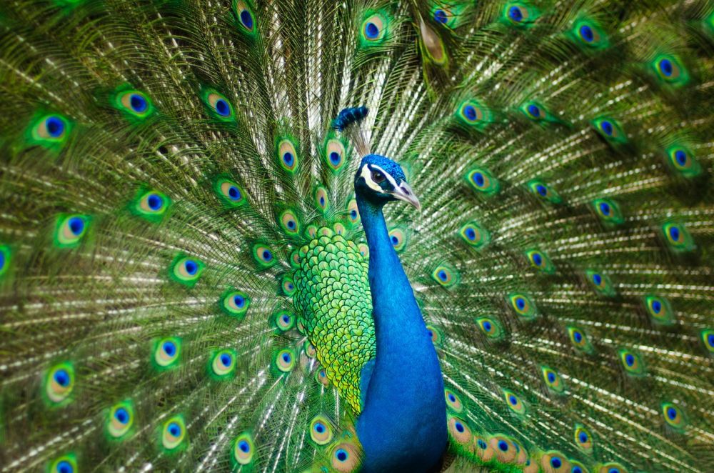 Tropiska fåglar: en fascinerande värld av färg och skönhet