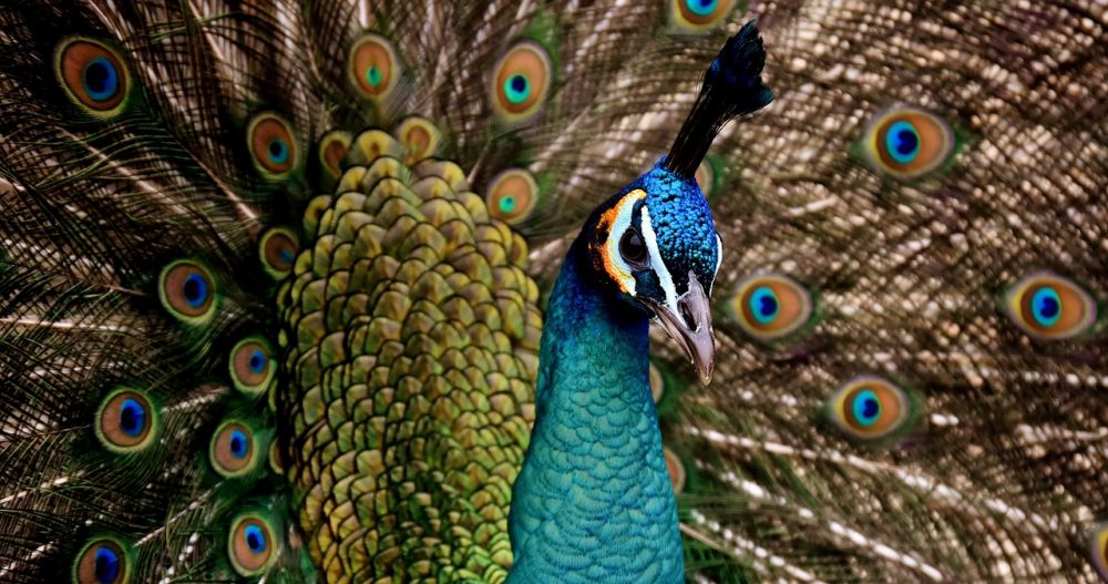 Fåglar i Nya Zeeland: En Oöverträffad Mångfald och Bevarandets Utmaningar