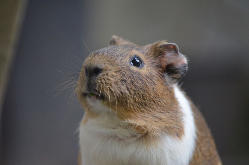 Vit Hamster: En omfattande guide