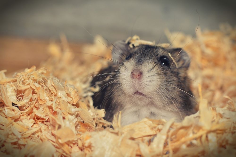Ful hamster - en grundlig översikt