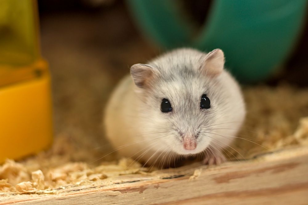 Golden hamster: En fascinerande varelse och populärt sällskapsdjur