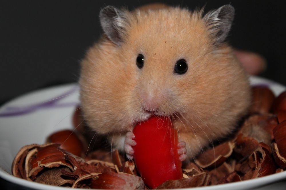 Hamster Live: En In-Depth Guide till Hamsters Livsstil