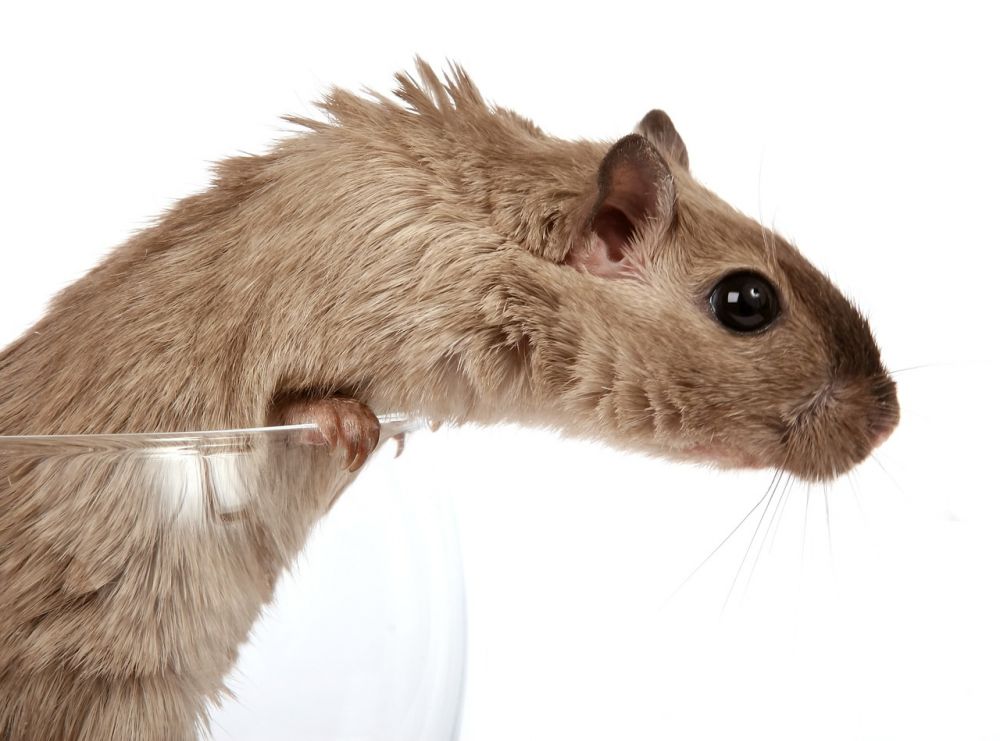 Hamster Tumör: En Grundlig Översikt