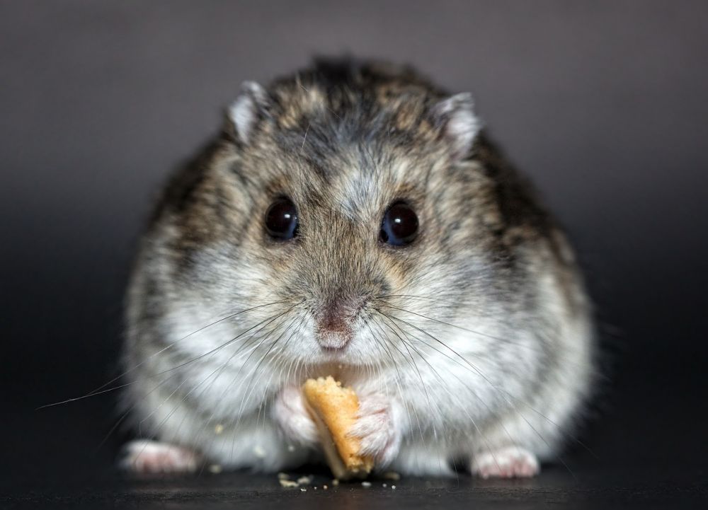 Hamster Allergi: En Djupgående Översikt