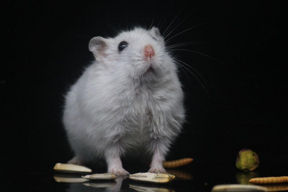 Tjock hamster - en grundlig översikt