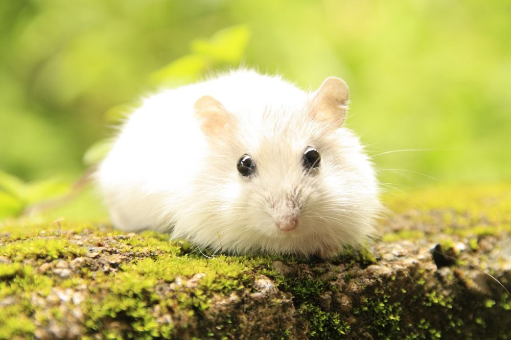 Långhårig hamster: En detaljerad översikt av denna underbara lilla varelse