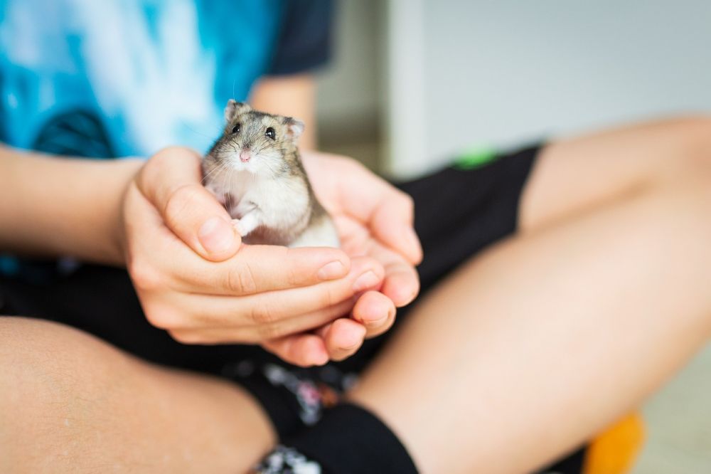Lekhage för hamster: En grundlig översikt och presentation av olika typer