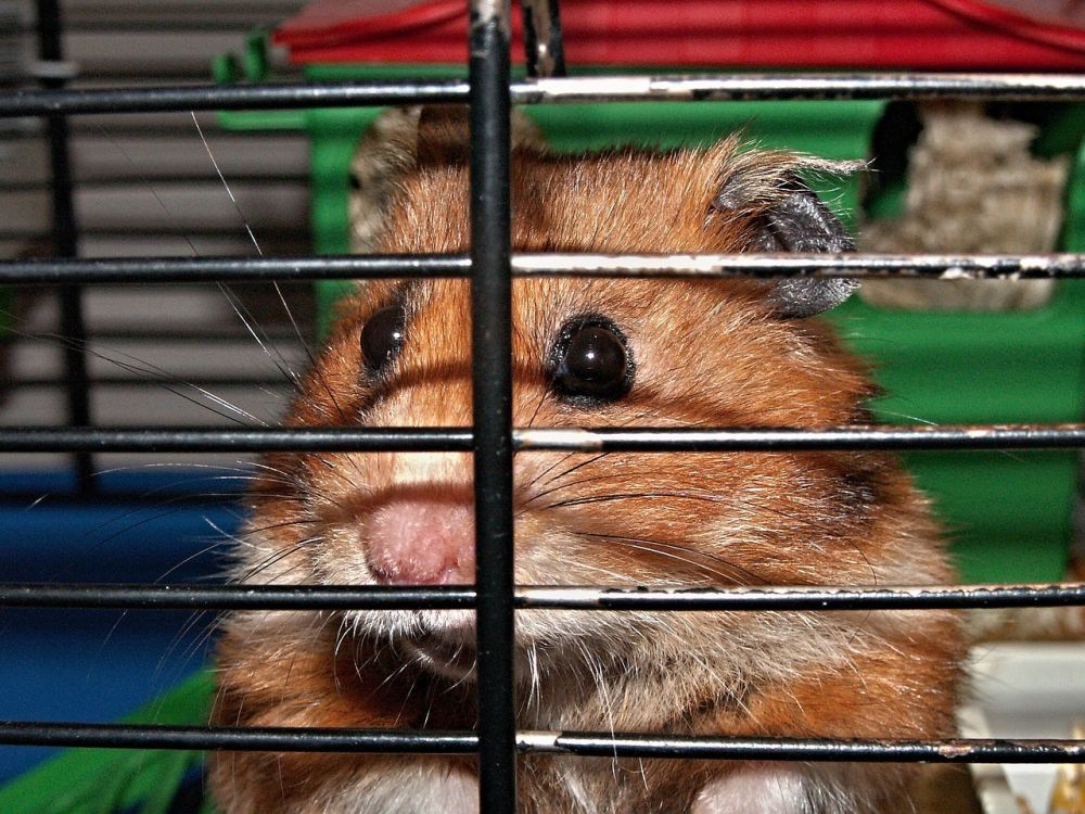 Spån till hamster: En grundlig översikt