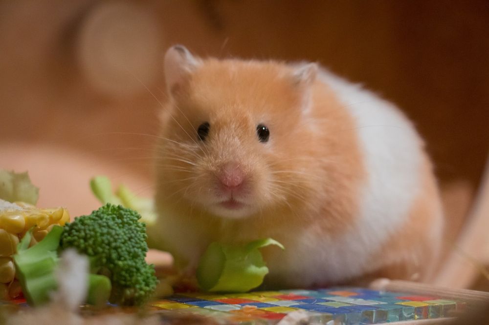 Vad äter en hamster