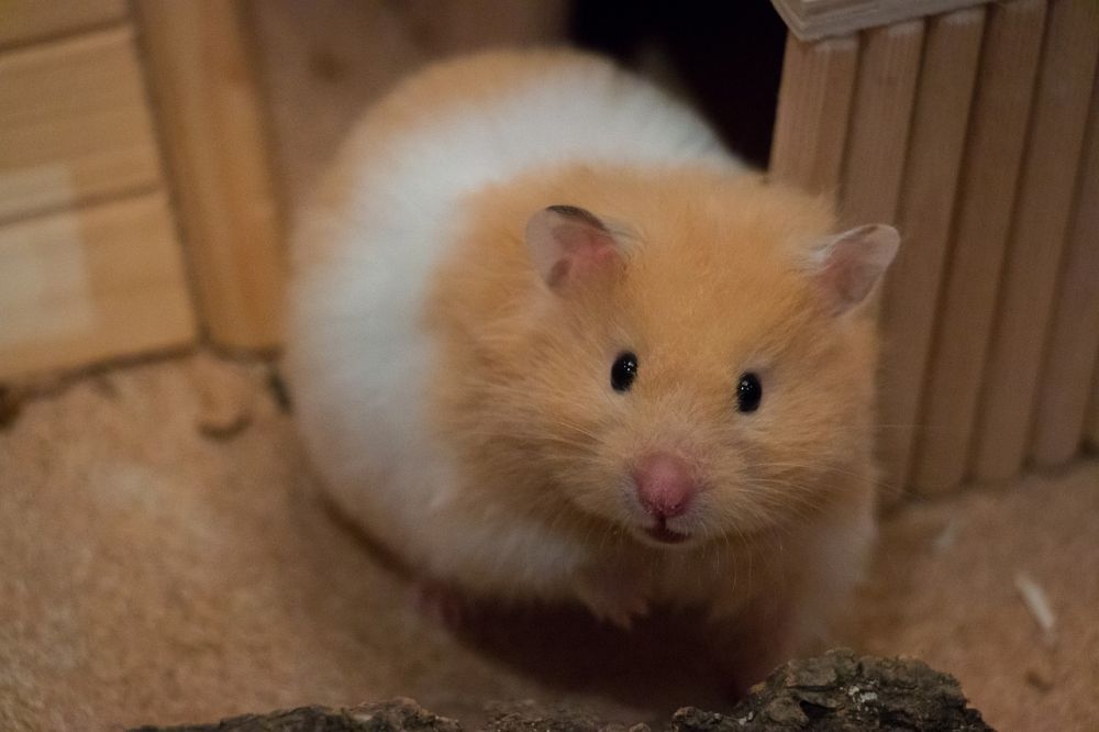 Skaffa Hamster: En Djupgående Guide för Hamsterälskare