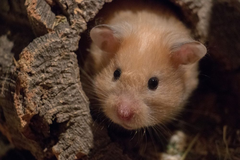 Hamster Sandbad - En nödvändig aktivitet för ditt husdjur