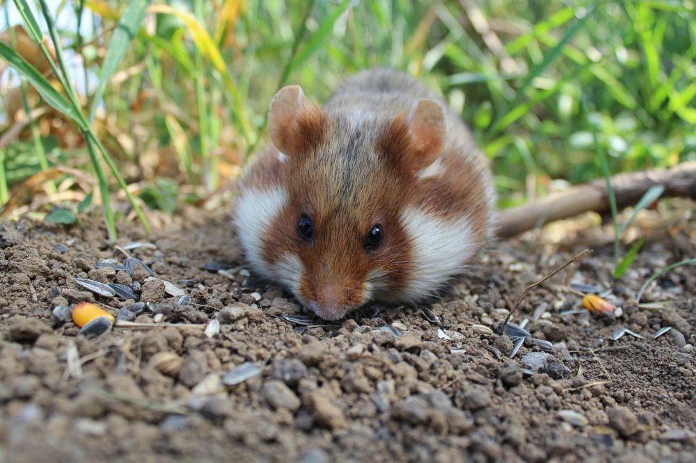 Hamster vit - En uttömmande guide till denna populära art