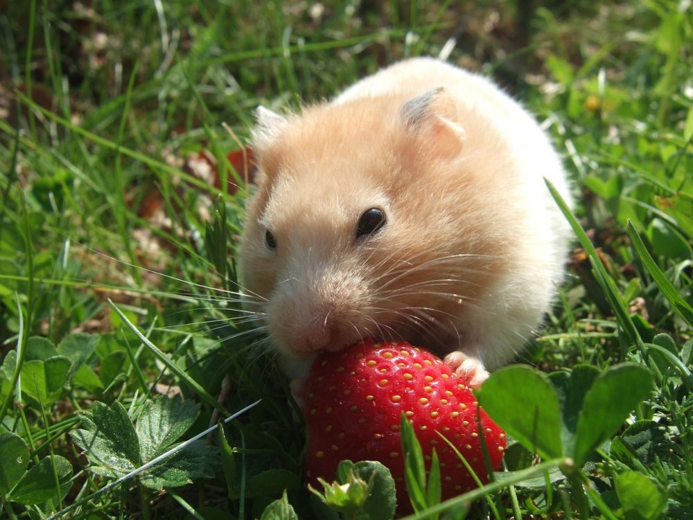 Europeisk hamster: En grundlig översikt av en fascinerande art
