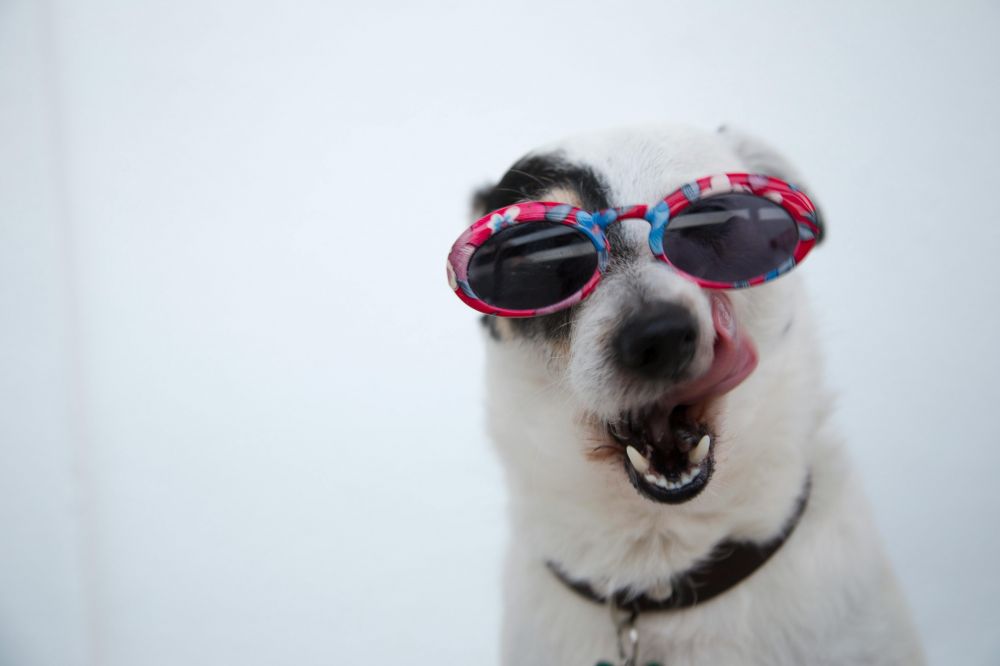 Kylvästen är en innovativ lösning som hjälper hundar att hålla sig svala och bekväma under varma väderförhållanden