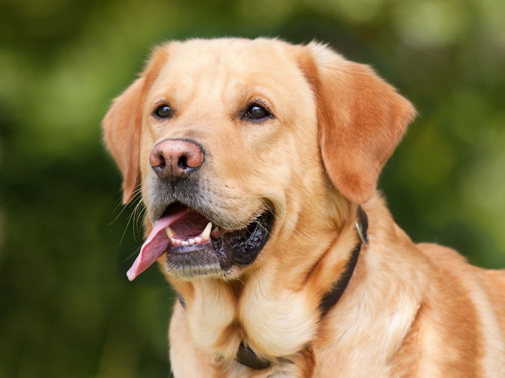 Blodörade hundar är en unik och fascinerande ras som har en särskild dragning till många hundägare runt om i världen