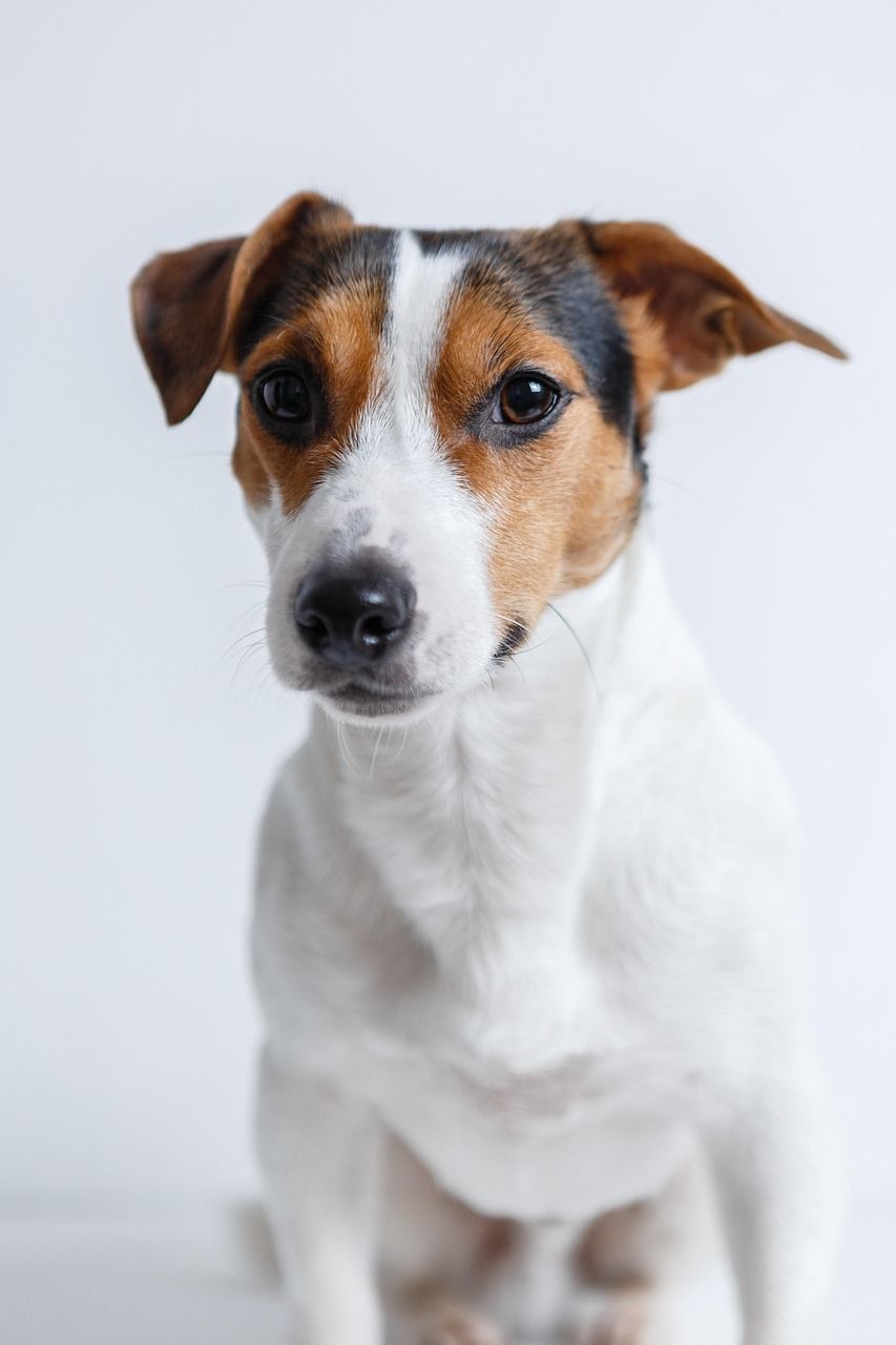Dragsele hund - En grundlig översikt och presentation av olika typer och populära val