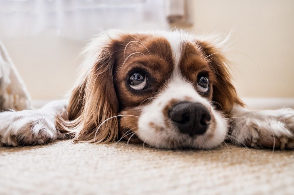 Ringorm hos hundar är en vanlig hudsjukdom som påverkar miljontals hundar över hela världen