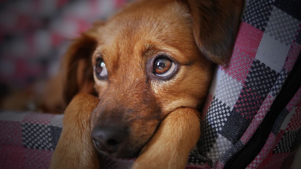 Skabb hos hundar: En omfattande översikt över symtom, behandlingar och förebyggande åtgärder