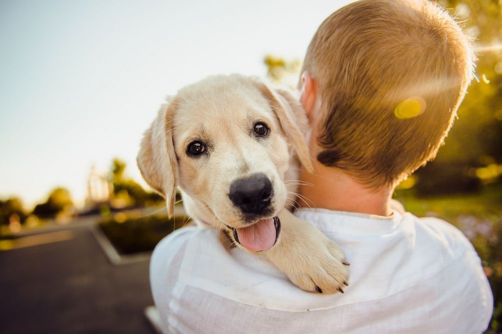 Rabiesvaccin för hundar: En grundlig översikt