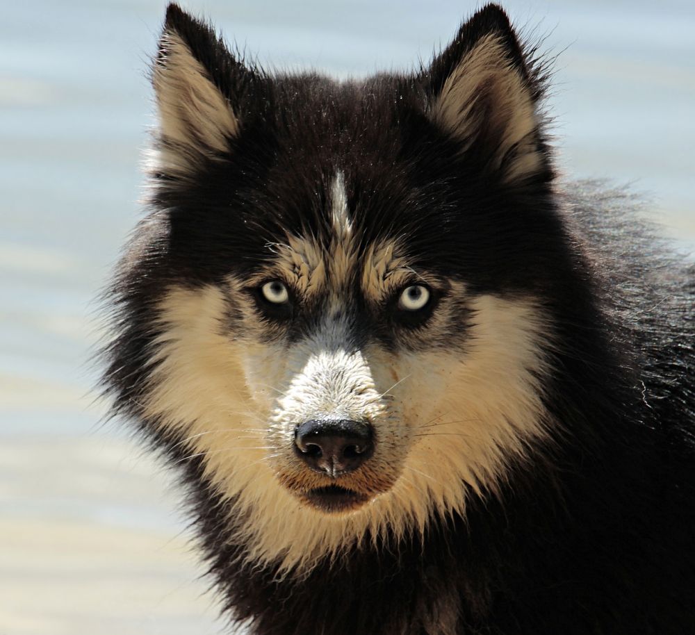 Axilur hund: En Grundlig Översikt och Presentation av En Populär Behandling