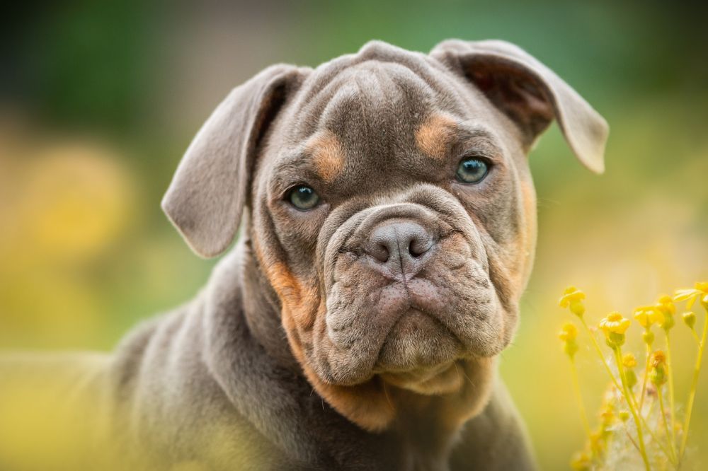 Giardia hos hund är en vanlig parasitinfektion som kan orsaka mag- och tarmsjukdomar