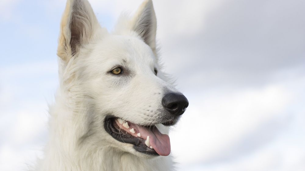 Vaktelhund - En översikt av rasen och dess egenskaper