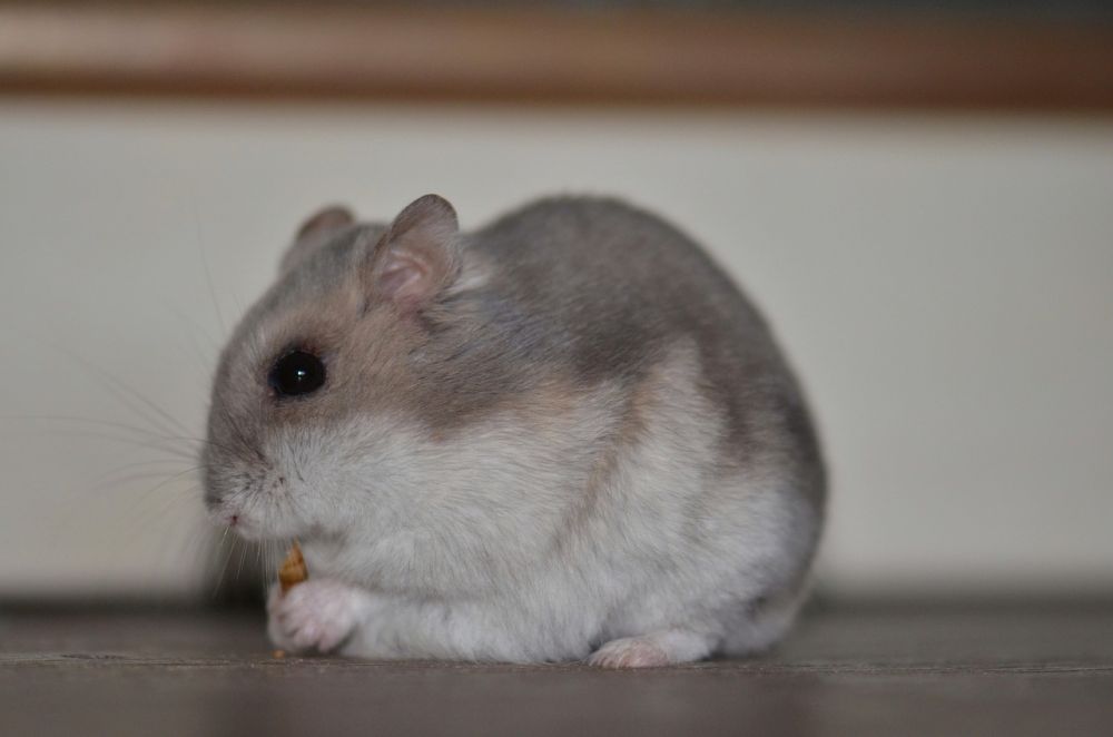 Allt du behöver veta om Hamsterrör  En komplett guide för smådjursägare