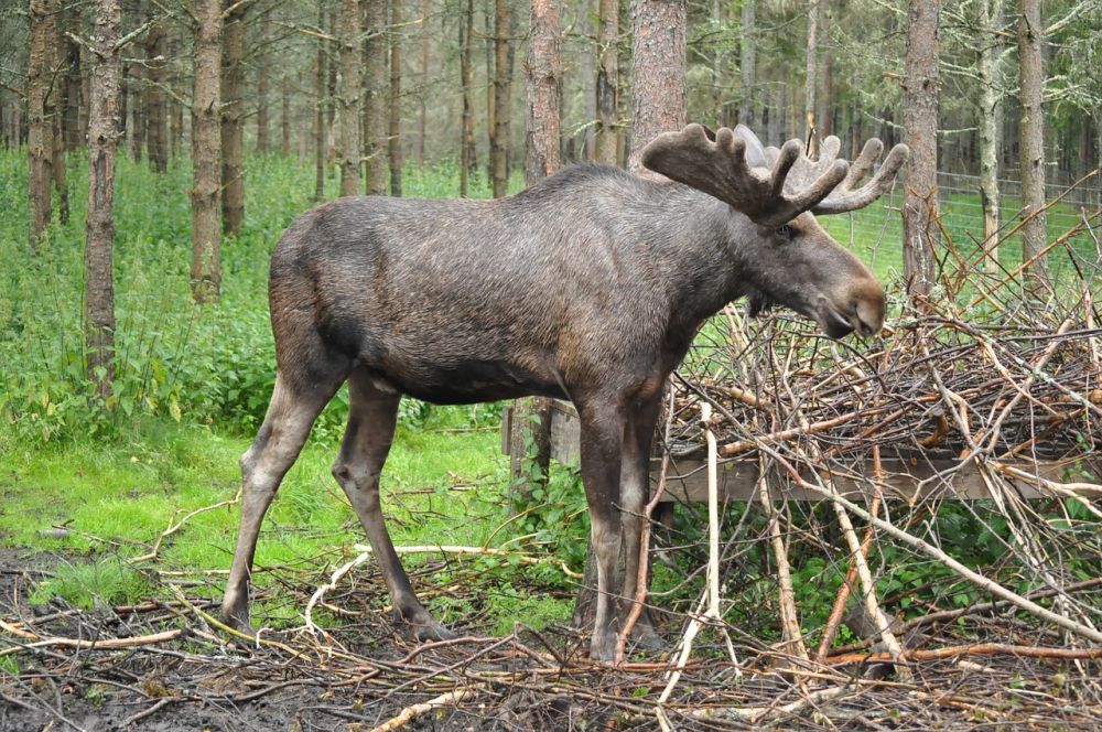 Upplev en spännande elchsafari i Småland