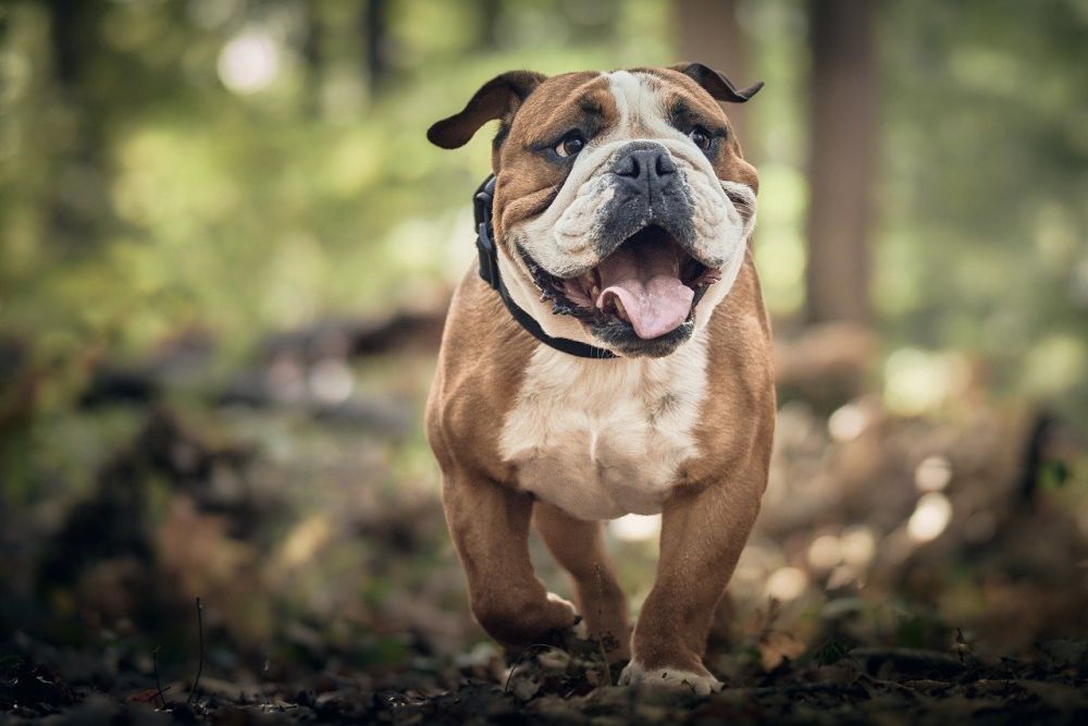 Hundgrind för bil: Säker transport för din fyrbenta vän