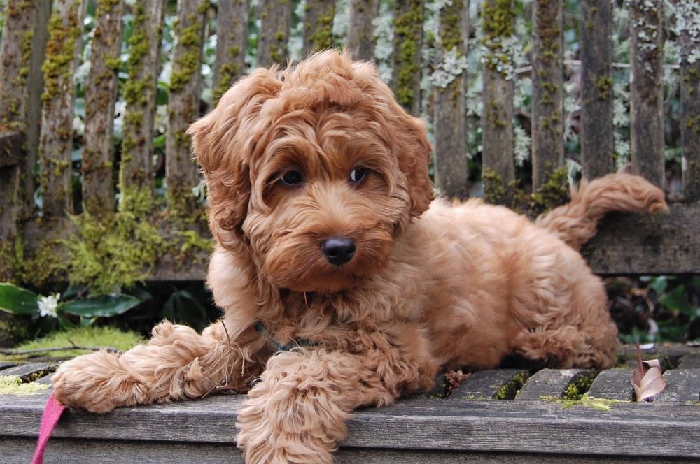Australian labradoodle: En familjevänlig hund med kärleksfull personlighet