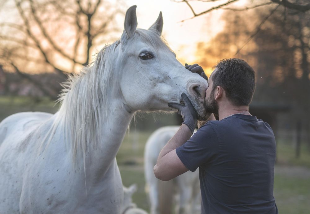 Gladiator Equine: FIR-teknologi med fokus på hästars hälsa och välbefinnande
