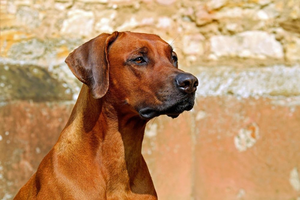 Valpkurs i uppsala  grunden för en trygg och följsam hund